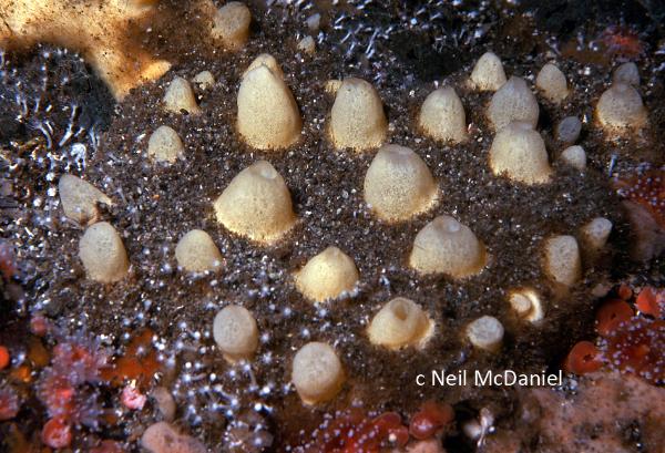 Photo of Polymastia pachymastia by <a href="http://www.seastarsofthepacificnorthwest.info/">Neil McDaniel</a>